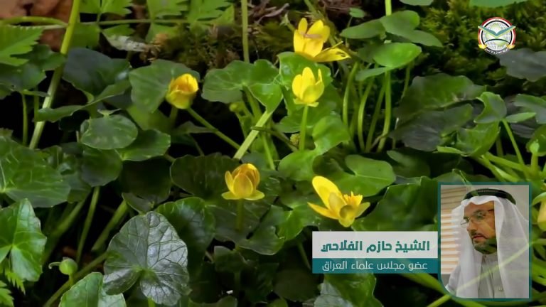 فديو اا المنّ والأذى في الانفاق